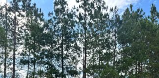 Kia y Alado recorren el corazón cafetero colombiano para llevar una historia de diseño, sostenibilidad y territorio a Colombiamoda 2026